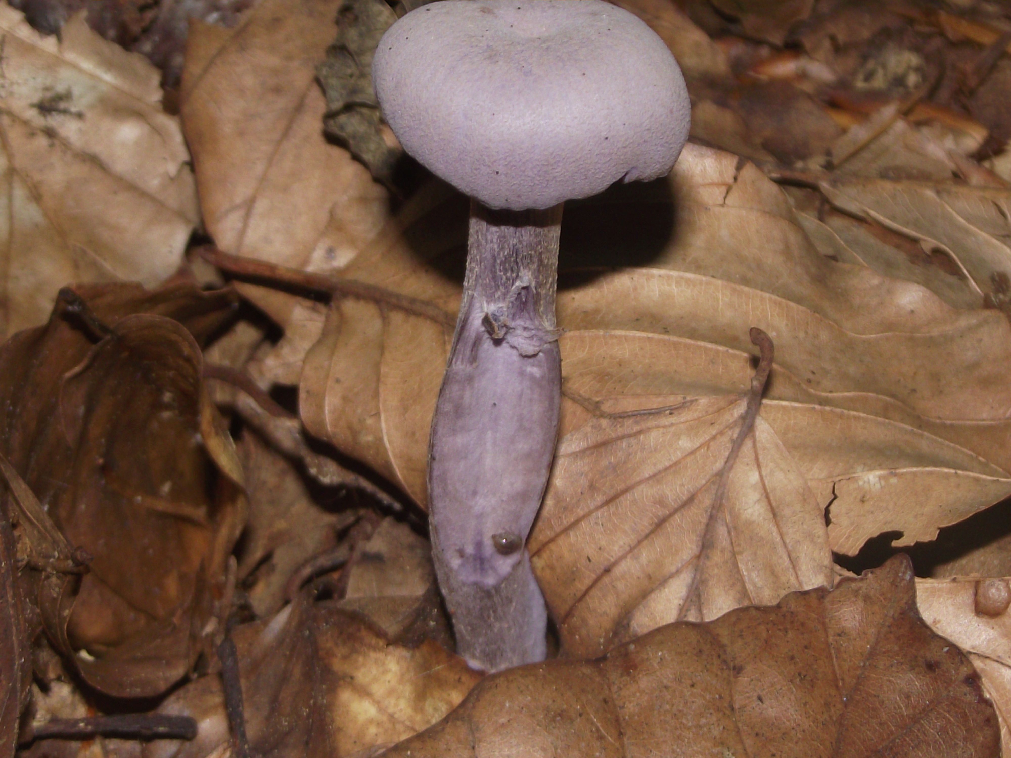 Violetter Lacktrichterling
